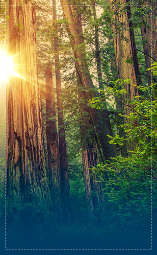 Hike Amongst The Redwoods